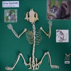 squirrel skeleton